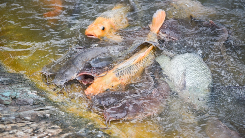 Freshwater fish farm / Golden carp fish tilapia or orange carp and catfish eating from feeding food on water surface ponds 