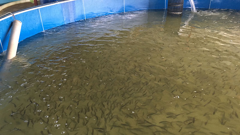 Aquaculture Essentials