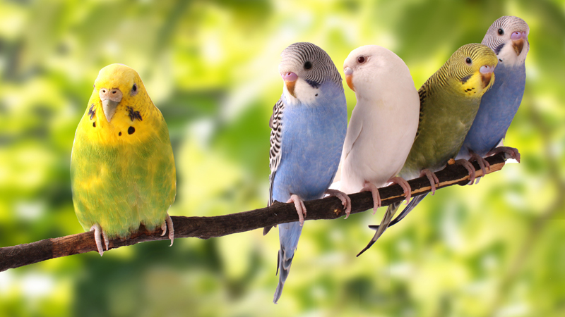 Pet Care and Management (Birds) 宠物管理与护理技能 (飞禽)