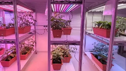 COE_CentresASC_CROPS plant mol syn bio lab