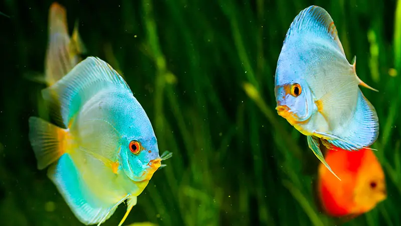 fish