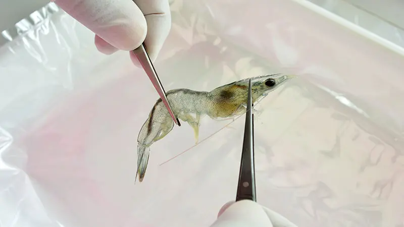 prawn