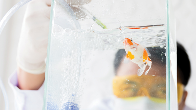 Work-Study Certificate leading to Diploma in Applied Science (Aquaculture) 