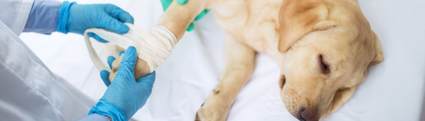 Work-Study Post-Diploma (Specialist Diploma in Veterinary Wellness Care)