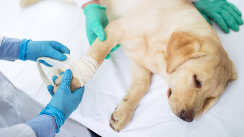 Work-Study Post-Diploma (Specialist Diploma in Veterinary Wellness Care)