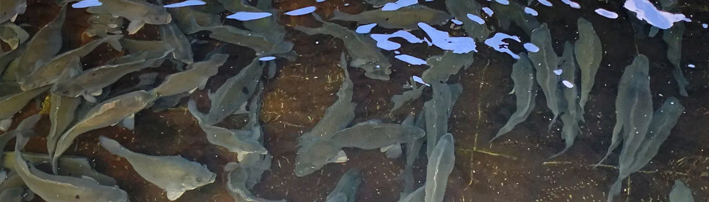 aquaculture-fundamentals_1400