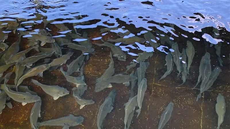 RETIRED 20240814 - Aquaculture Fundamentals