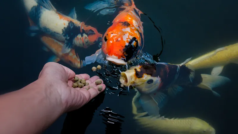 Aquaculture Fundamentals