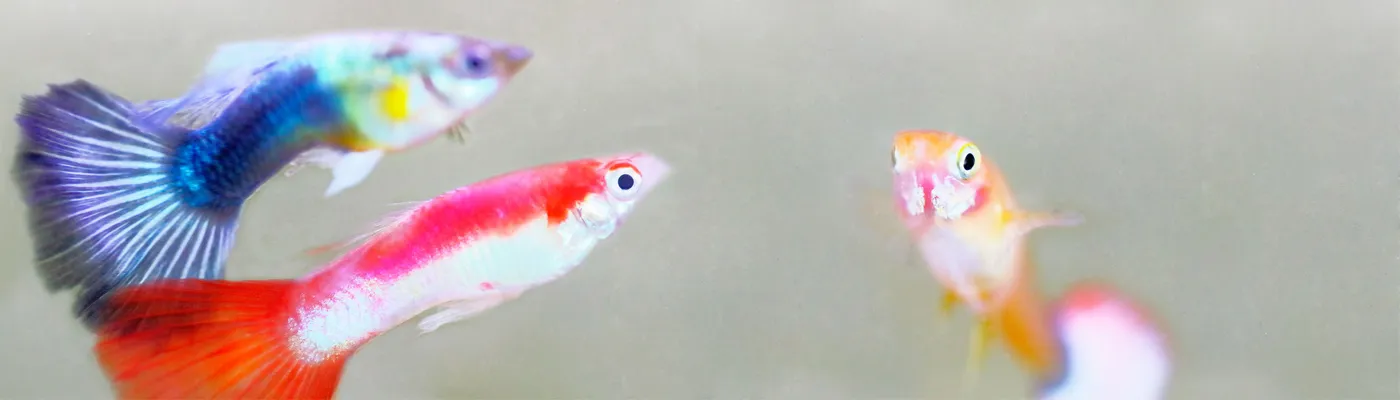 ornamental-fish_1400