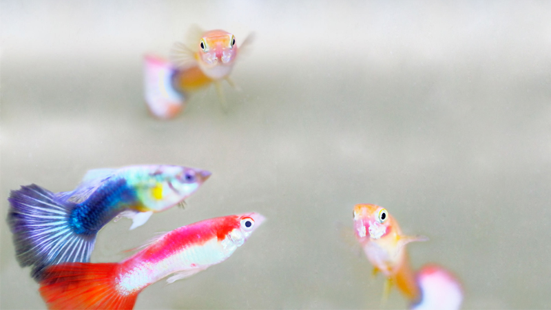 Pet Care and Management (Ornamental Fish)