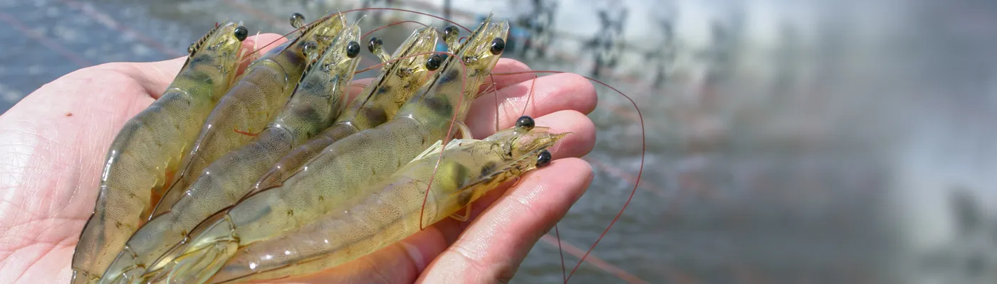 sc-entrepreneurship-in-shrimp-farming1_1400