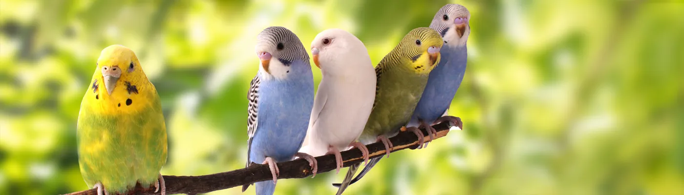 sc-skills-certificate-in-pet-care-birds_1400